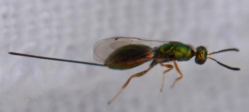 Torymus sp.